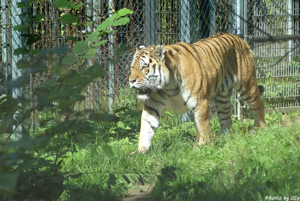 Amurtiger (Sibirischer Tiger, Mandschu-Tiger)