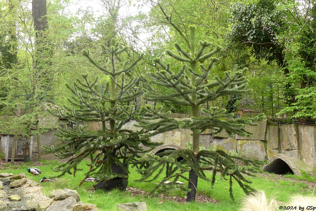 Zoo Halle: Chilenische Araukarie (Affenschwanzbaum, Chiletanne, Schuppentanne)