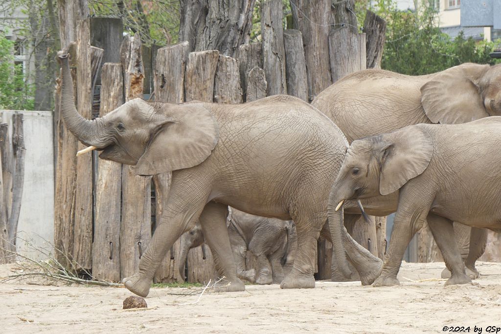 Elefanten Zoo Halle: TAMIKA, SIMON, ELANI, TANA