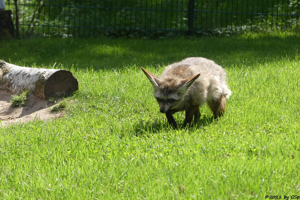 Südafrikanischer Löffelhund