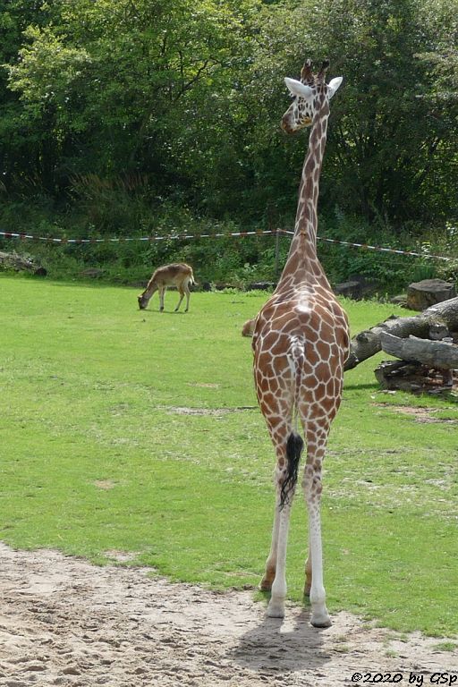 Rothschildgiraffe (Uganda-Giraffe, Baringo-Giraffe), Weißnacken-Moorantilope (Mrs. Grays Wasserbock)