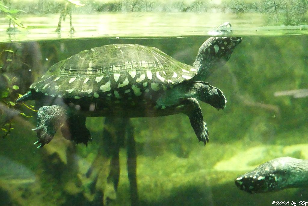 Zoo Halle: Strahlen-Dreikielschildkröte