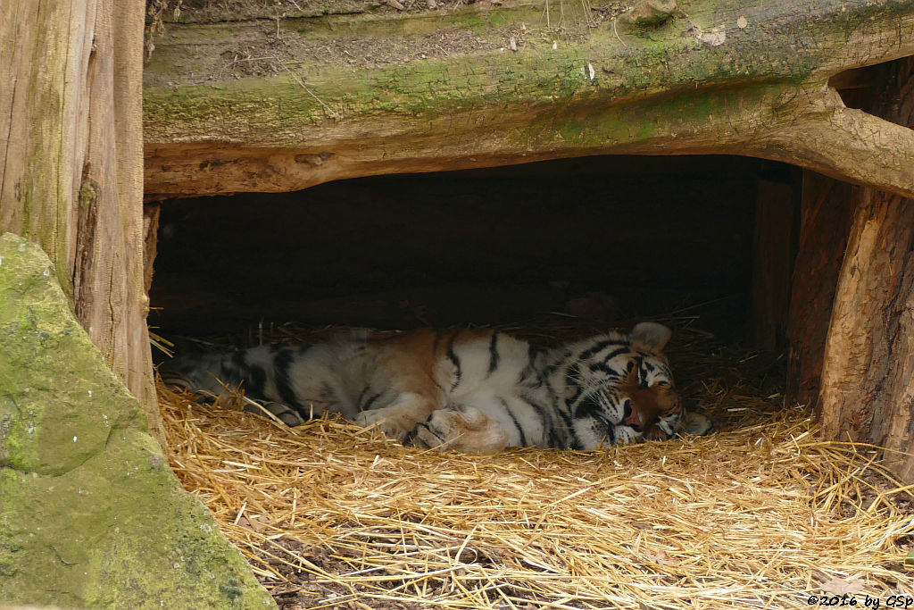 Sibirische Tigerin HANYA