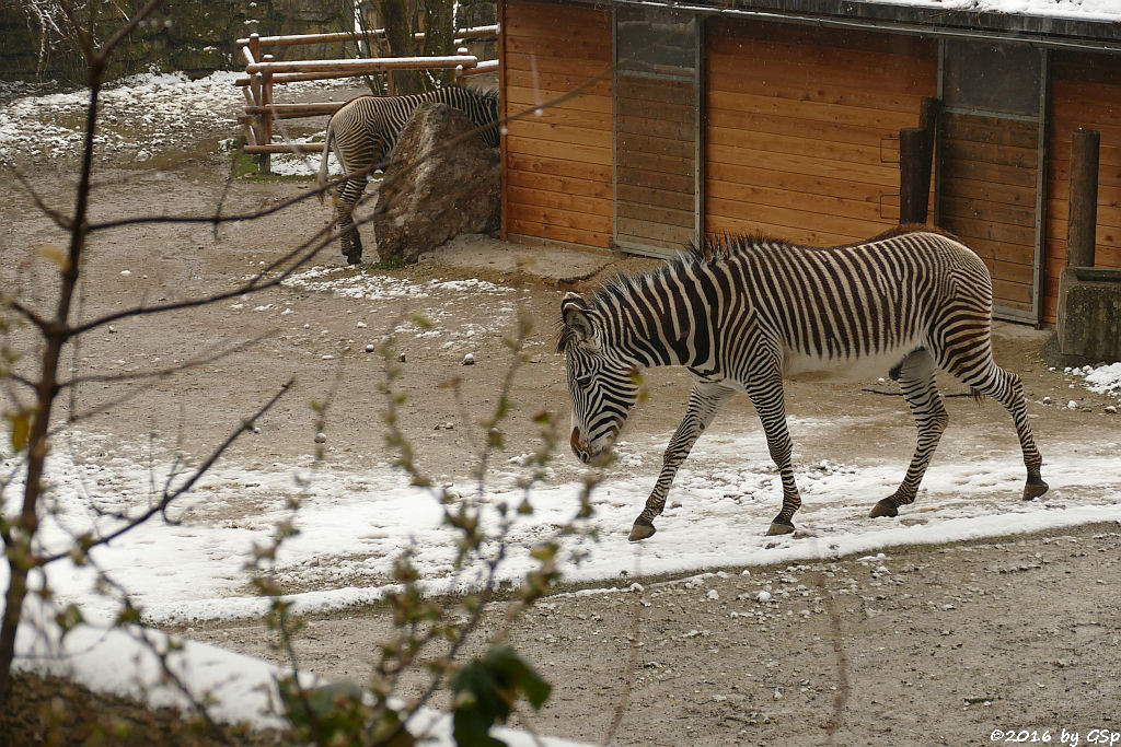 Grévyzebra