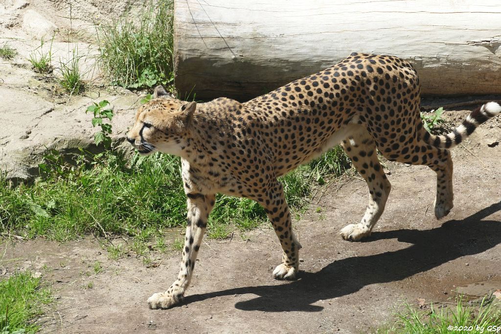 Südafrikanischer Gepard