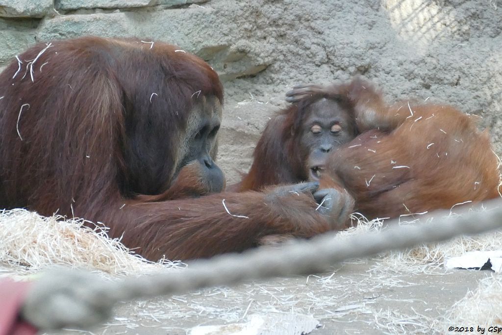 Sumatra-Orang-Utan KEMBALI, INDAH, SAYANG