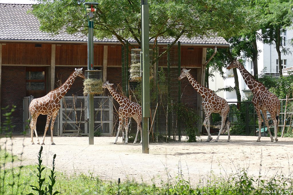 Netzgiraffe