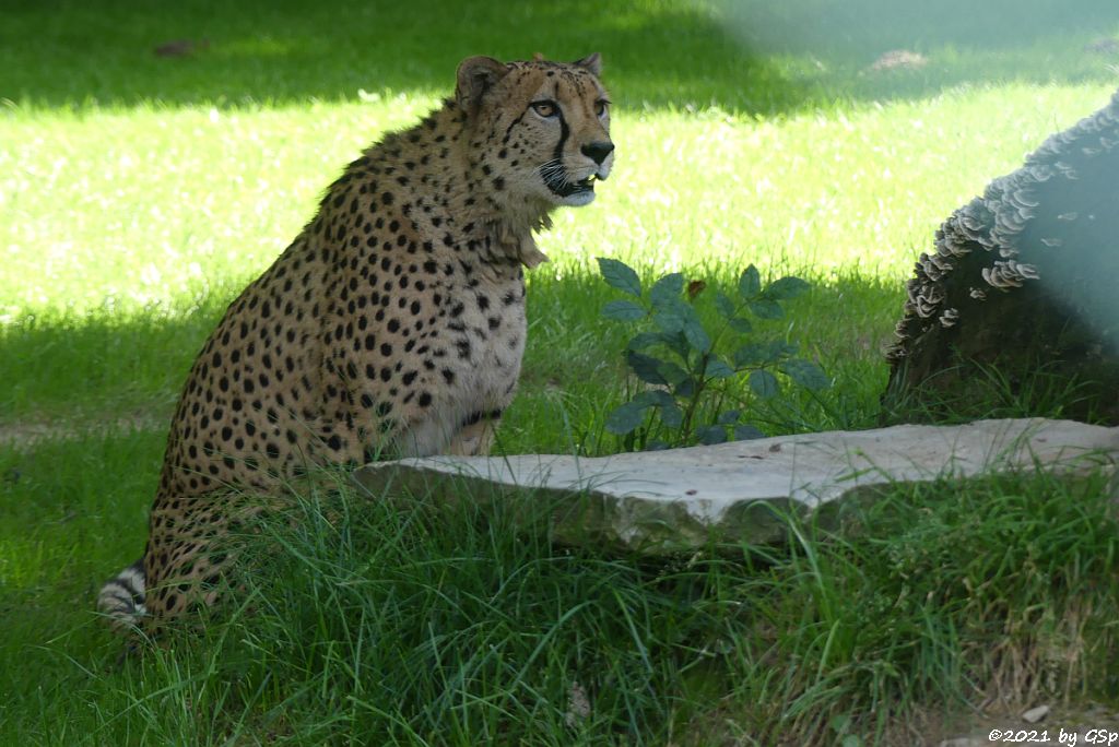 Südafrikanischer Gepard