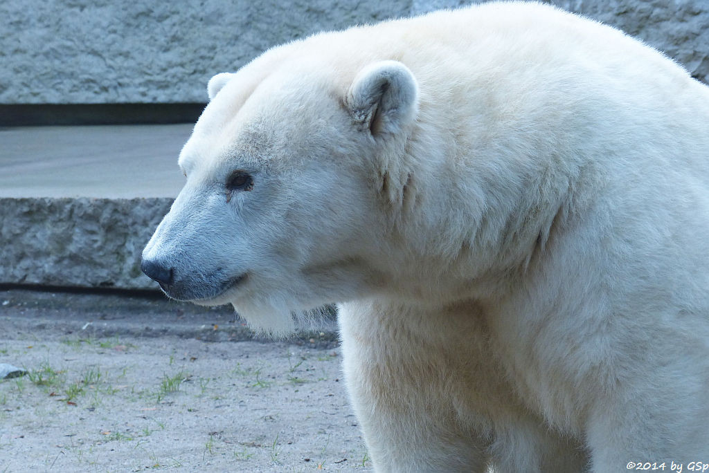 Eisbär