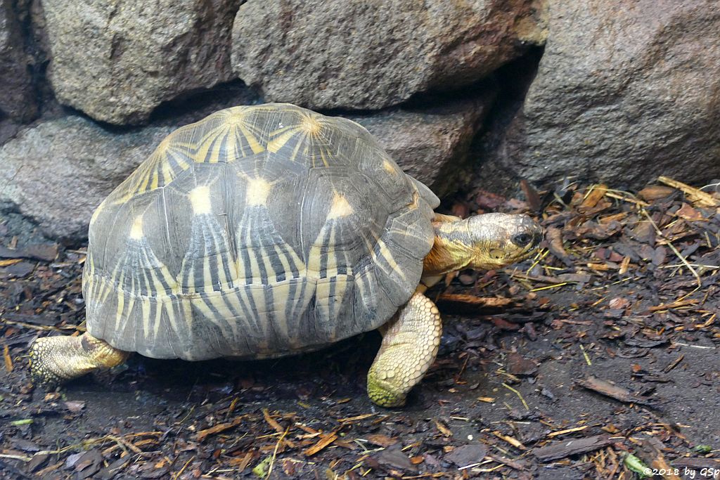 Stahlenschildkröte