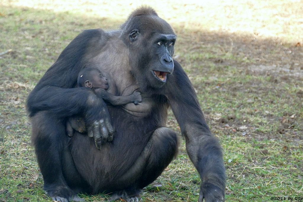 Flachlandgorilla TUANA mit Jungtier, geb. 11.1.18 (2 Wochen alt)