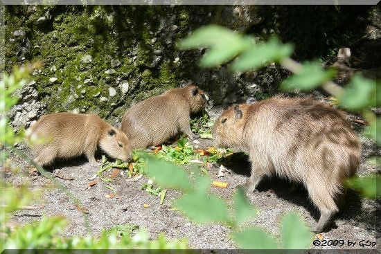 Capybara