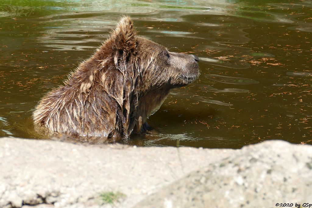 Eurasischer Braunbär