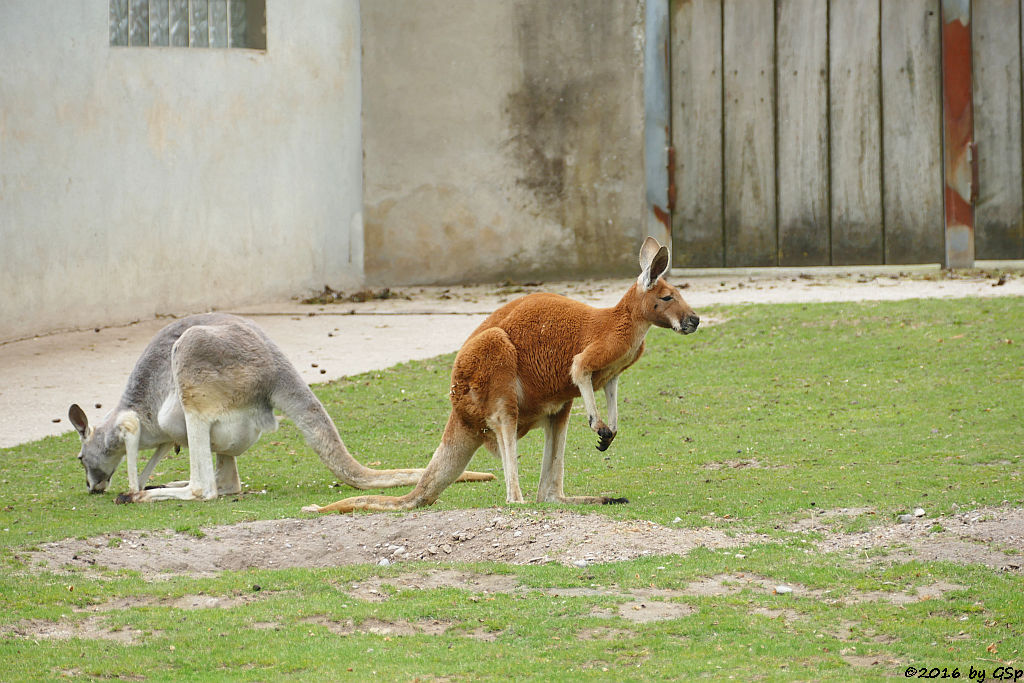 Rotes Riesenkänguru