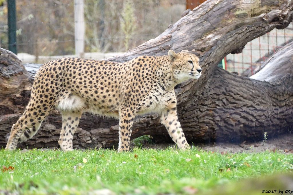 Gepard