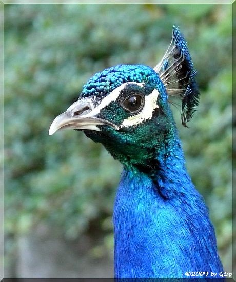 Blauer Pfau