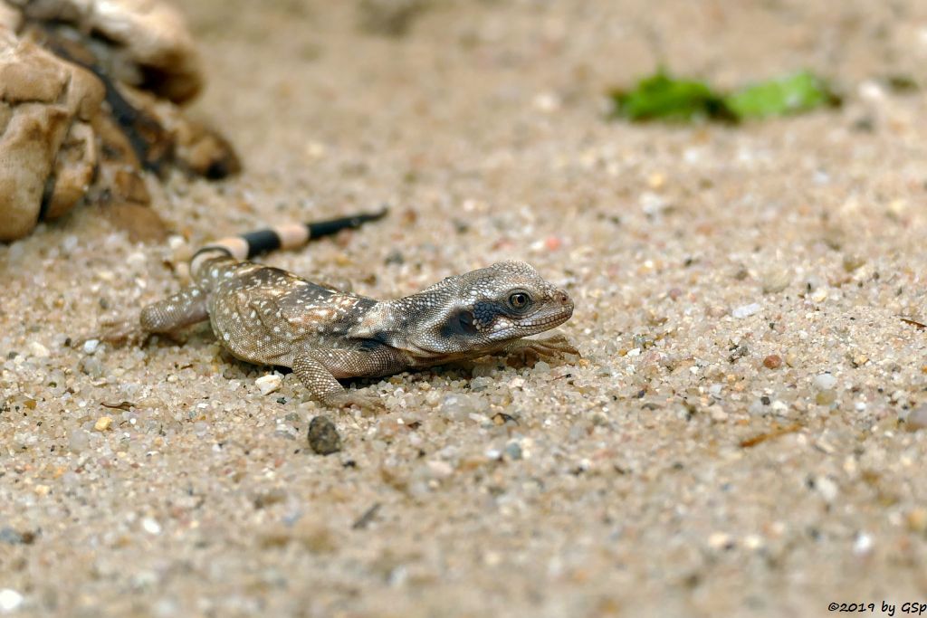 Chuckwalla