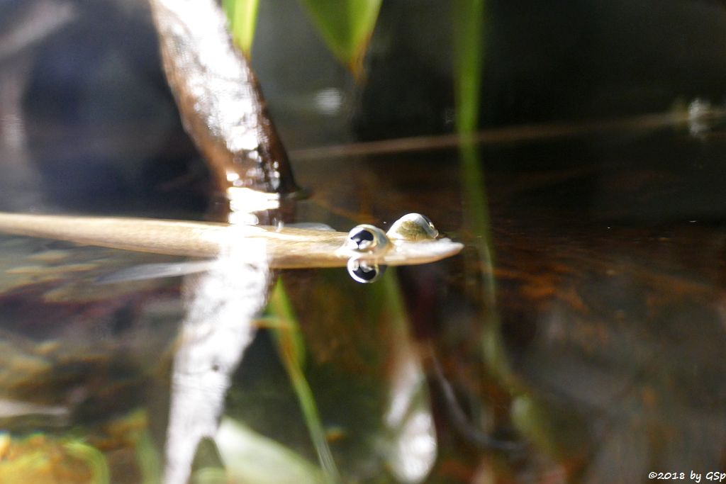 Gewöhnliches Vierauge (Vieraugenfisch)