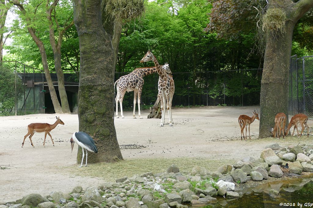 Gewöhnliche Impala (Schwarzfersenantilope, Afrikanischer Marabu, Rothschildgiraffe (Uganda-Giraffe, Baringo-Giraffe)