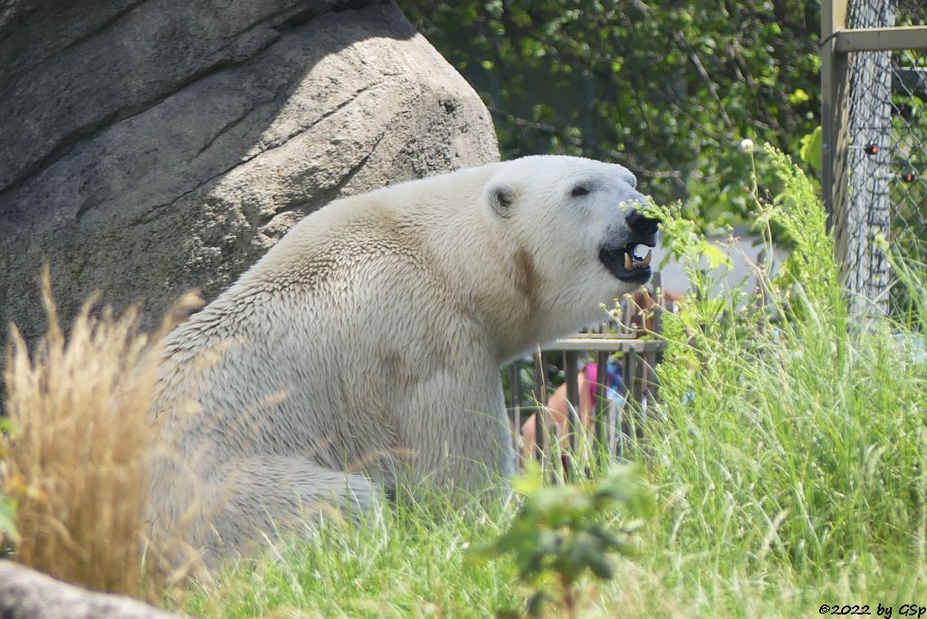 Eisbär (Polarbär)