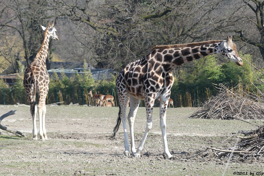 Rothschildgiraffe (Uganda-Giraffe, Baringo-Giraffe), Impala (Schwarzfersenantilope)