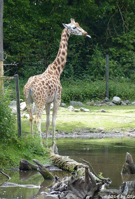 Rothschild-Giraffe