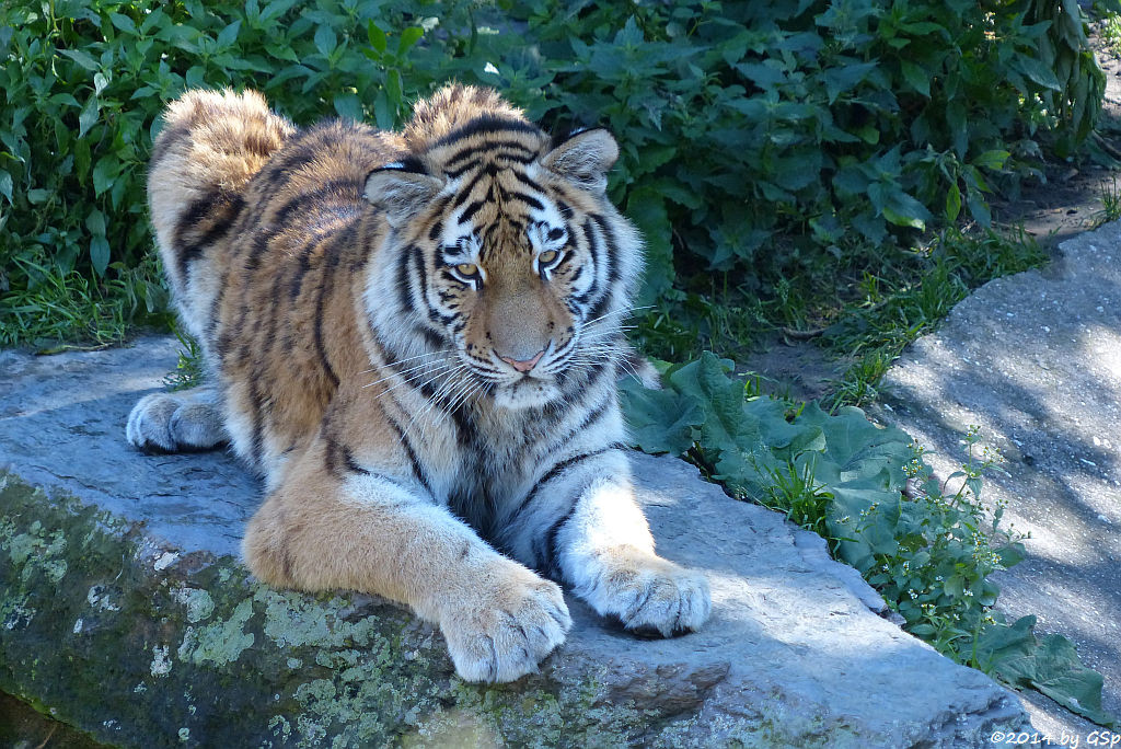 Sibirische Tigerin, geb. am 10.08.13