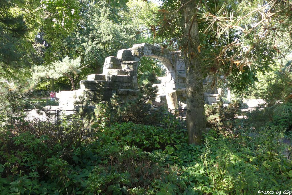 Alpensteinbock