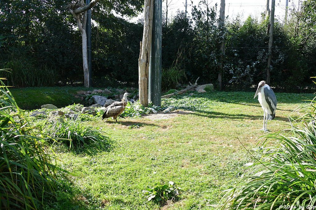 Weißrückengeier (Zwerggänsegeier), Marabu