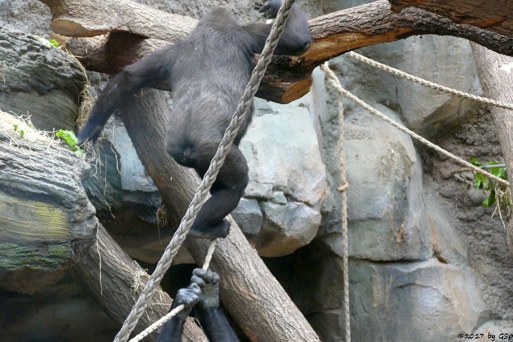 Flachlandgorilla SAWA