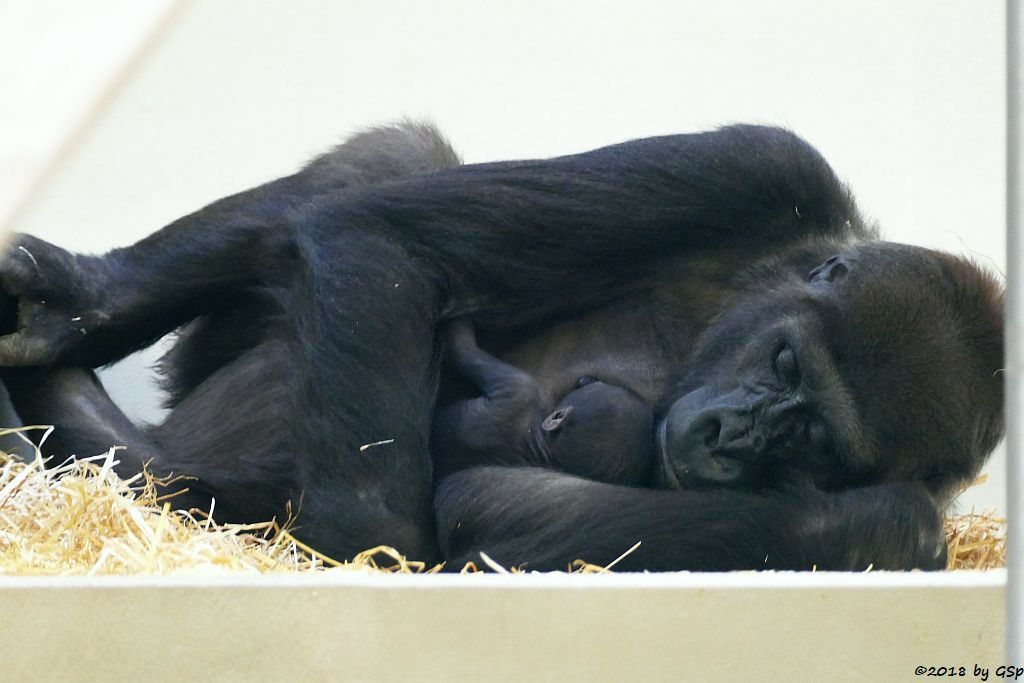 Flachlandgorilla TUANA mit Jungtier, geb. 11.1.18 (2 Wochen alt)