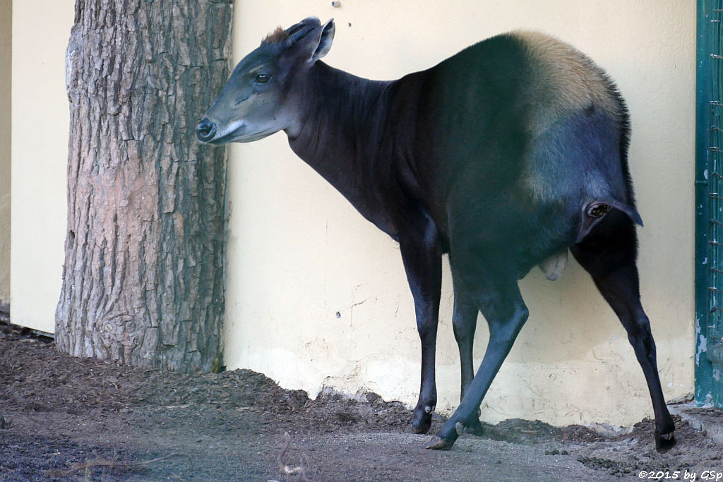 Gelbrückenducker