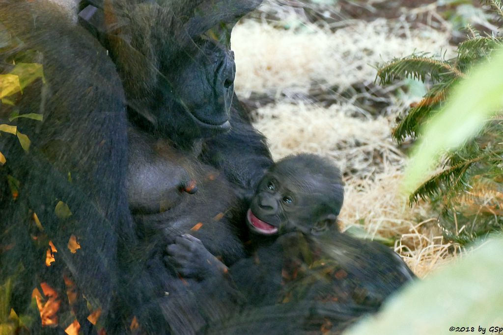 Flachlandgorilla TUANA mit Jungtier, geb. 11.1.18 (2 Wochen alt)