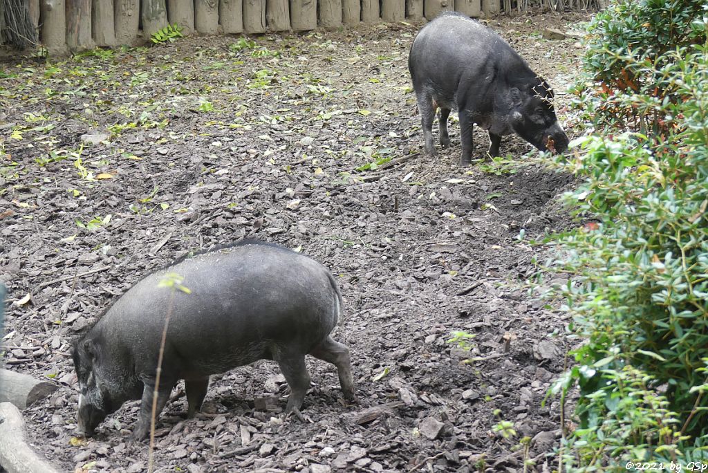Negros-Pustelschwein (Visayas-Pustelschwein, Visayas-Mähnenschwein)