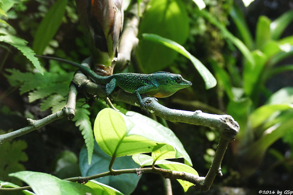 Gefleckter Martinique-Anolis