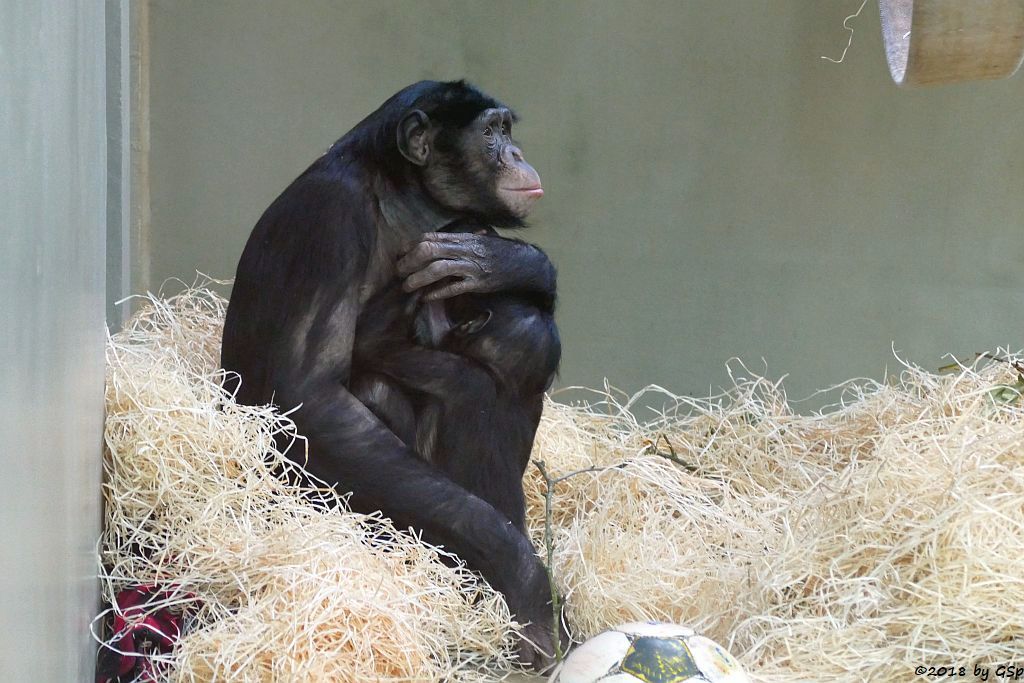 Bonobo (Zwergschimpanse)