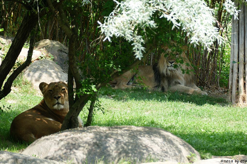 Kalahari-Löwe (Etoscha-Löwe, KIGALI und MAJO