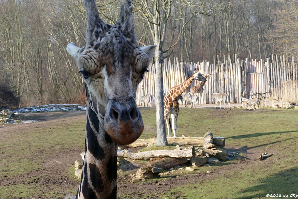 Rothschildgiraffe (Uganda-Giraffe, Baringo-Giraffe), Grévy-Zebra