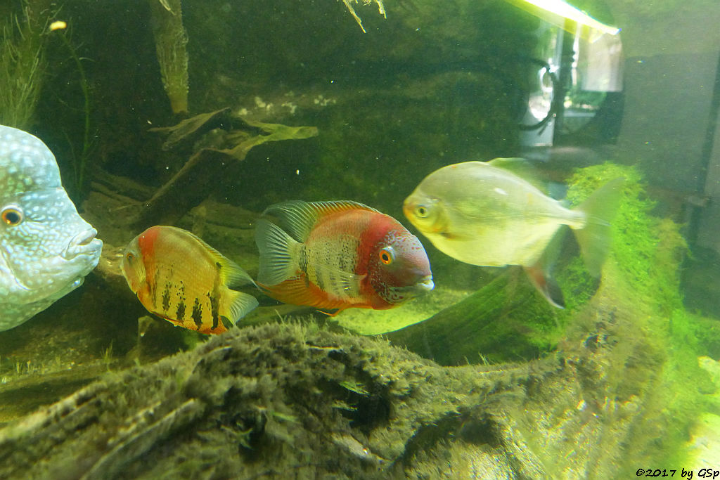 Perlbuntbarsch (Perlclichide), Augenfleck-Buntbarsch (inkl. Rotkeil-Augenfleckbuntbarsch), Haken-Scheibensalmler