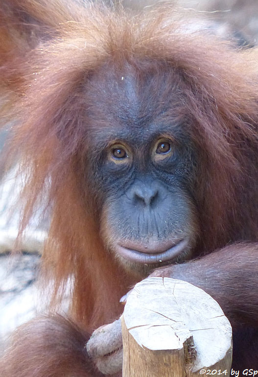 Sumatra-Orang-Utan