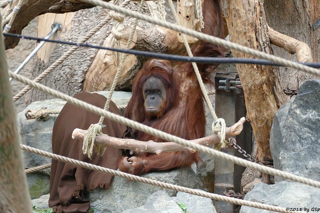 Sumatra-Orang-Utan