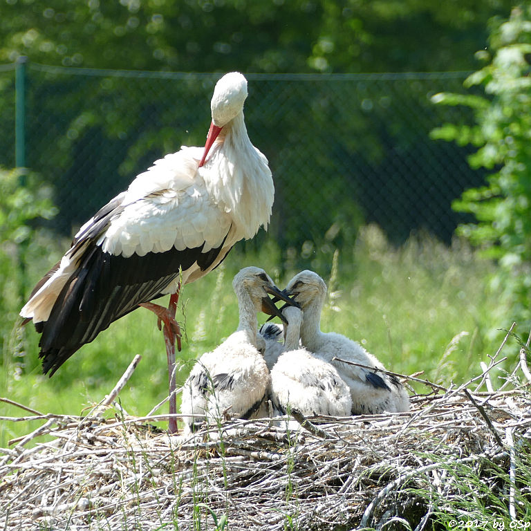 Weißstorch