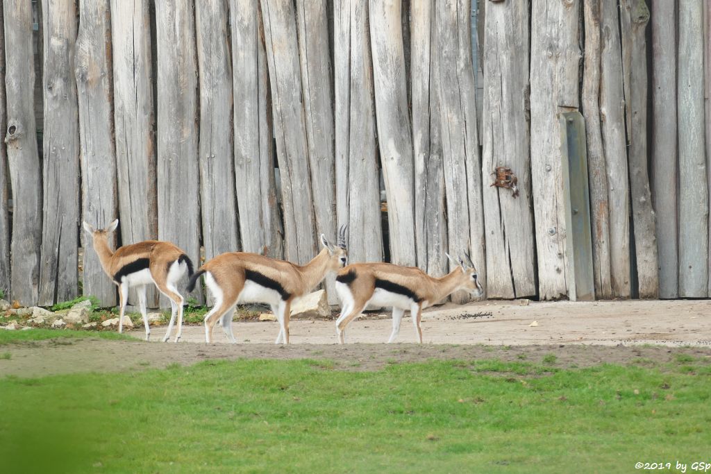 Thomsongazelle