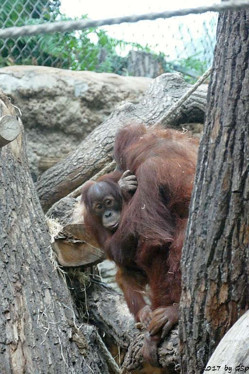 Sumatra-Orang-Utan SAYANG und Mama ROSA