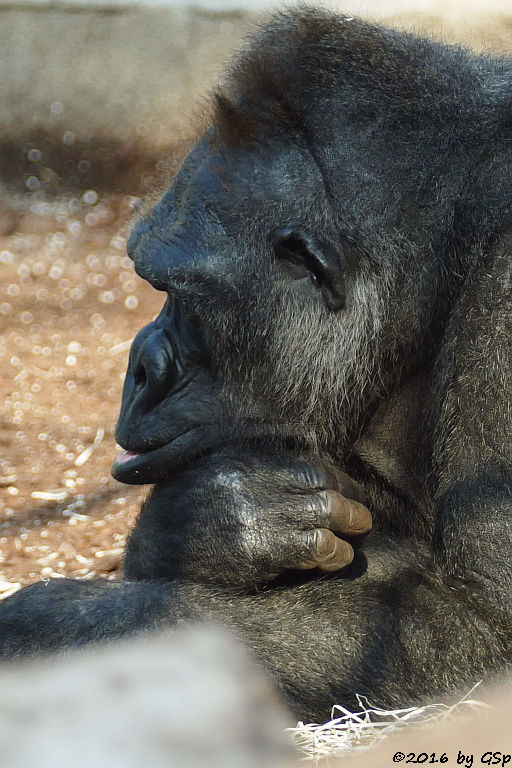 Flachlandgorilla