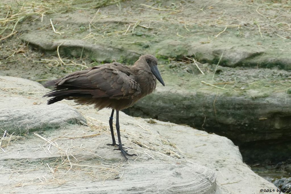 Hammerkopf (Schattenvogel)