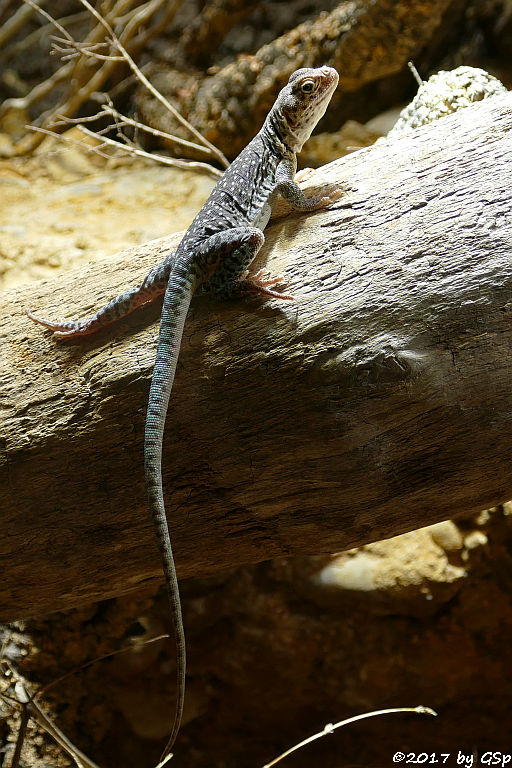 Halsbandleguan