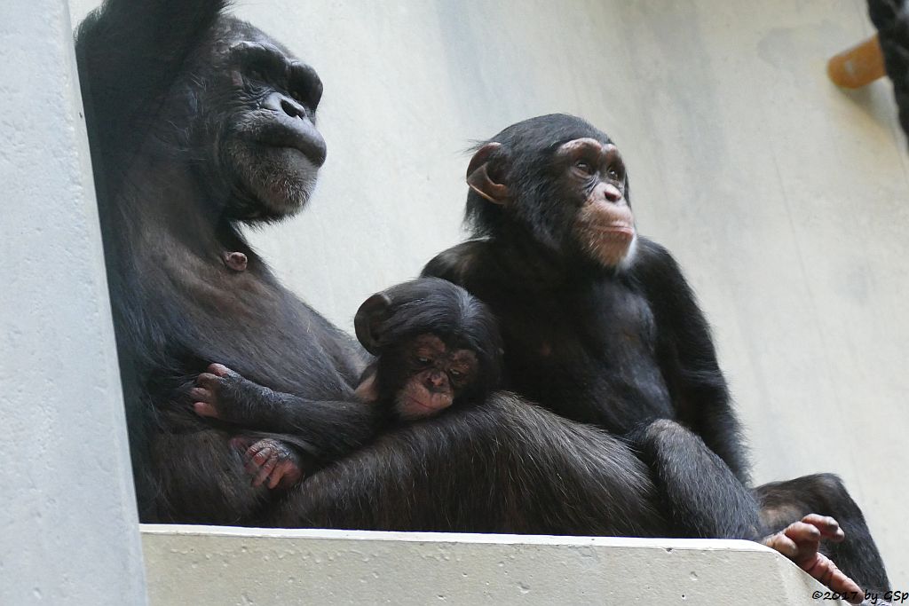 Westafrikanischer Schimpanse KITOKO mit Sohn OBAYE, geb. am 27.9.17