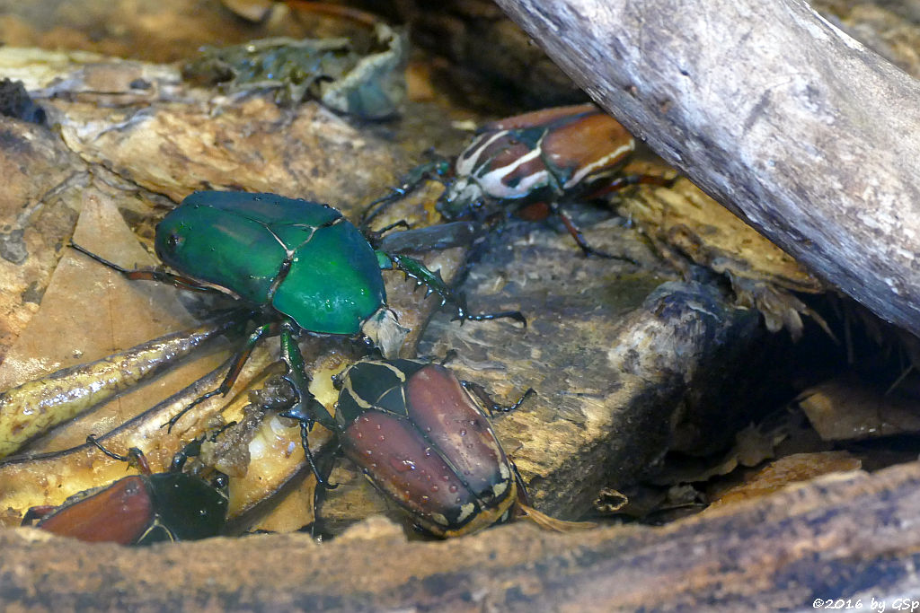 Rosenkäfer (Mecynorhina torquata ugandensis)