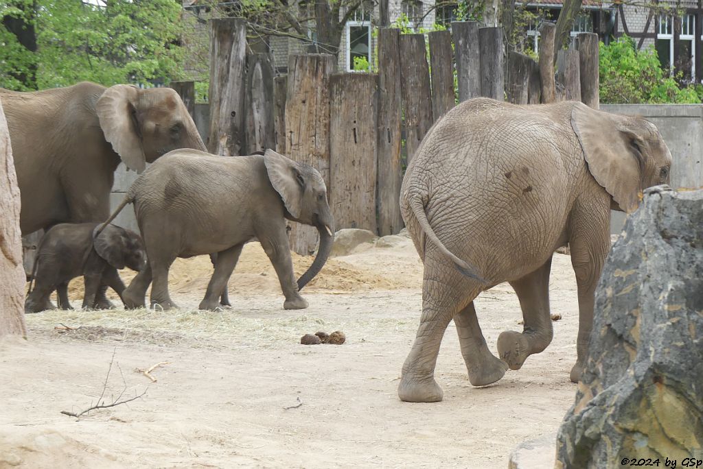 Elefanten Zoo Halle: TANA, SIMON, ELANI, TAMIKA